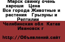 Марск свинку очень хароши › Цена ­ 2 000 - Все города Животные и растения » Грызуны и Рептилии   . Челябинская обл.,Катав-Ивановск г.